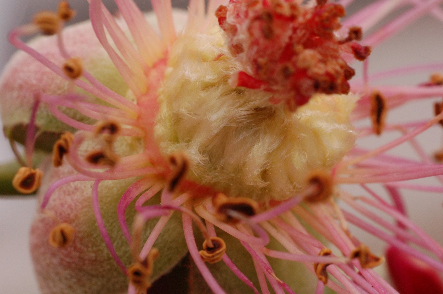 The Secret Nest - Art Photograph - 8x12