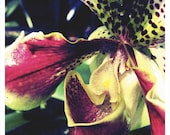 Orchid Series Number One Macro Art Photo Print