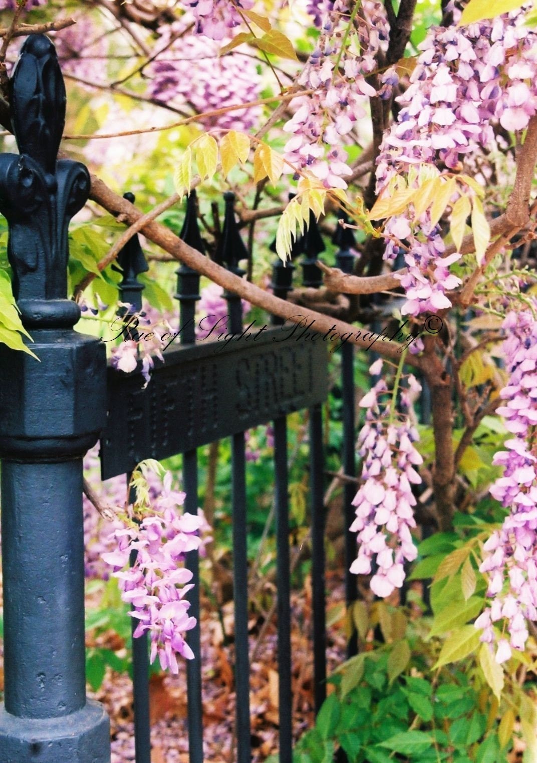 Wisteria on Fifth Street  - 8x10 fine art photograph