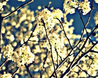 Large 16x24 Etsy Original Photography Art Print Snow White Spring