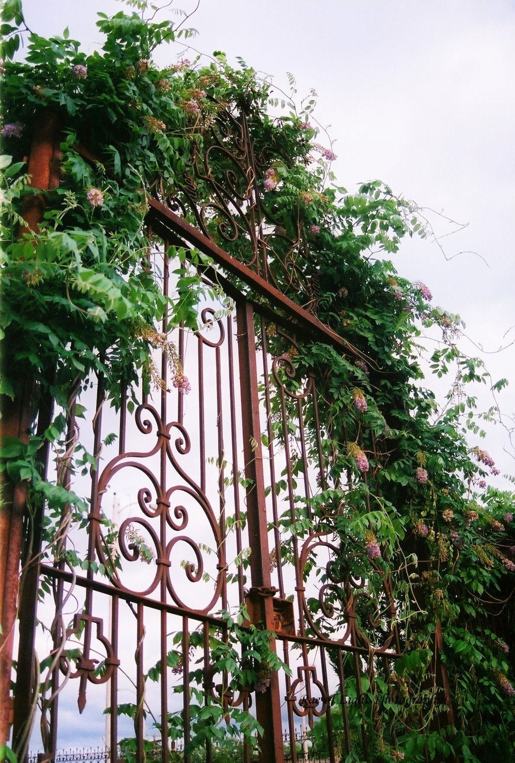 Curly Wisteria on Iron Gates - Etsy Original Art Photography Print