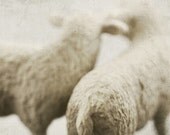 Nursery Art, Sheep, Ready to Hang Photo Block, Sale 40% off