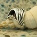 Silver Mavericks Wave Ring