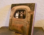 Truck Driver Goat, Photo on 4x4 wood panel. As seen in "Southern Living" magazine ,July,2011