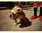 English Bulldog and Red shoes, fine art print, 8X10