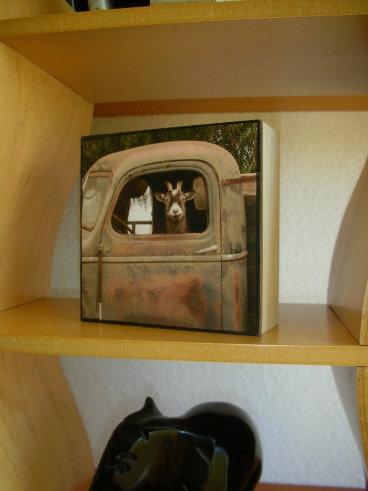 Truck Driver Goat, Photo on 4x4 wood block, this photo is in "Southern Living" magazine,July,2011