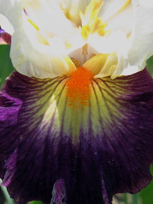 Iris Series Purple Fine Art Print 8 x 10