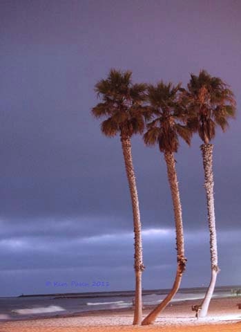 Three Palms Fine Art Print 12x18
