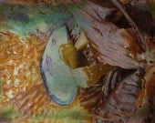 Shell and seaweed