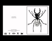 12 Note Cards Set Beetle insect collection blank on the inside