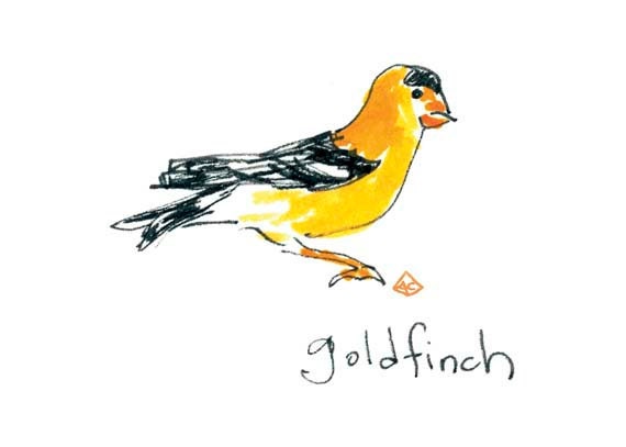 Goldfinch Bird Illustration 5x7 print of original watercolor