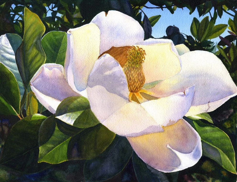 White Magnolia, art watercolor painting print by Cathy Hillegas, 12x16, Sun Kissed Magnolia, white, yellow, blue, green
