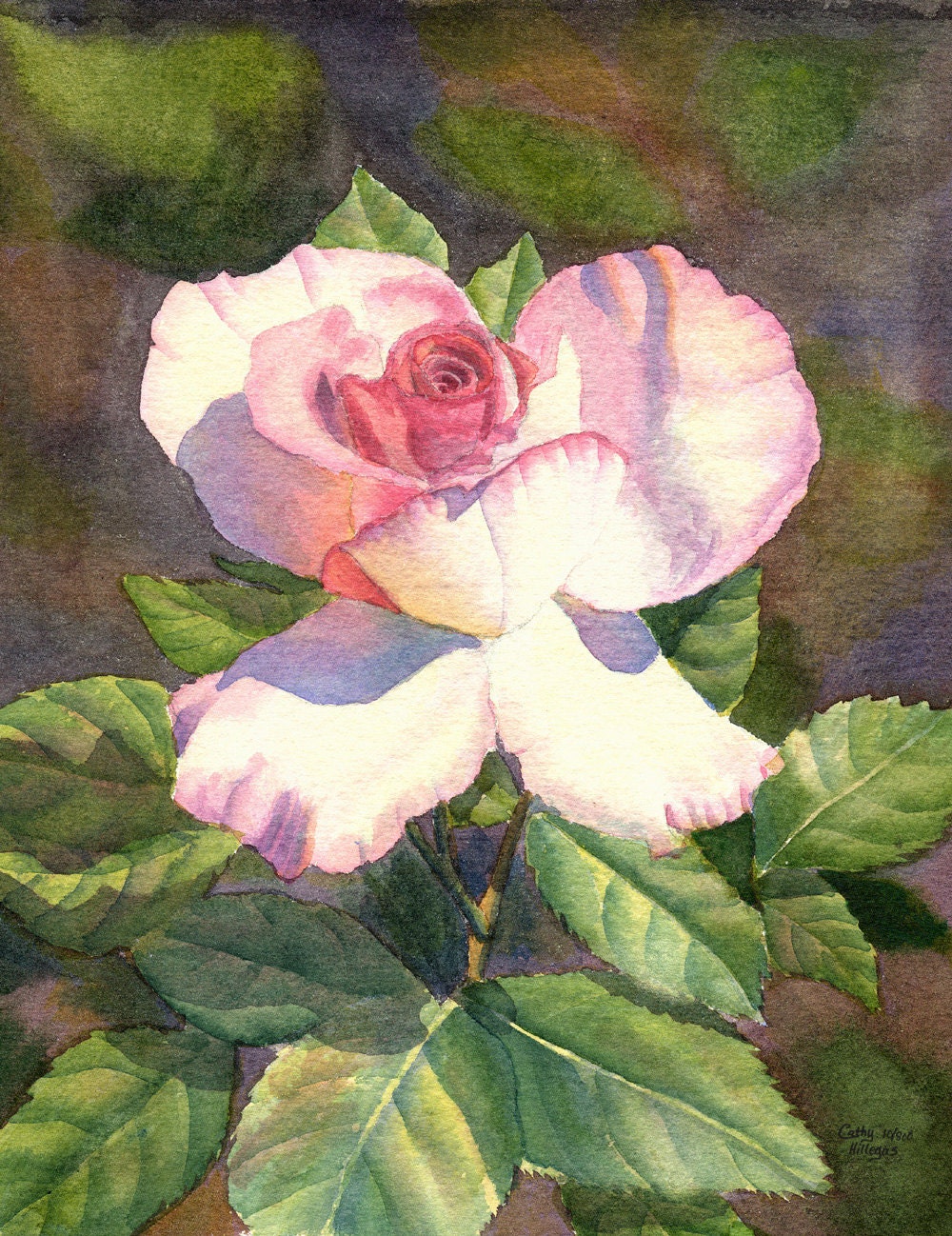 Pink white Rose, floral watercolor print of an original painting by Cathy HIllegas