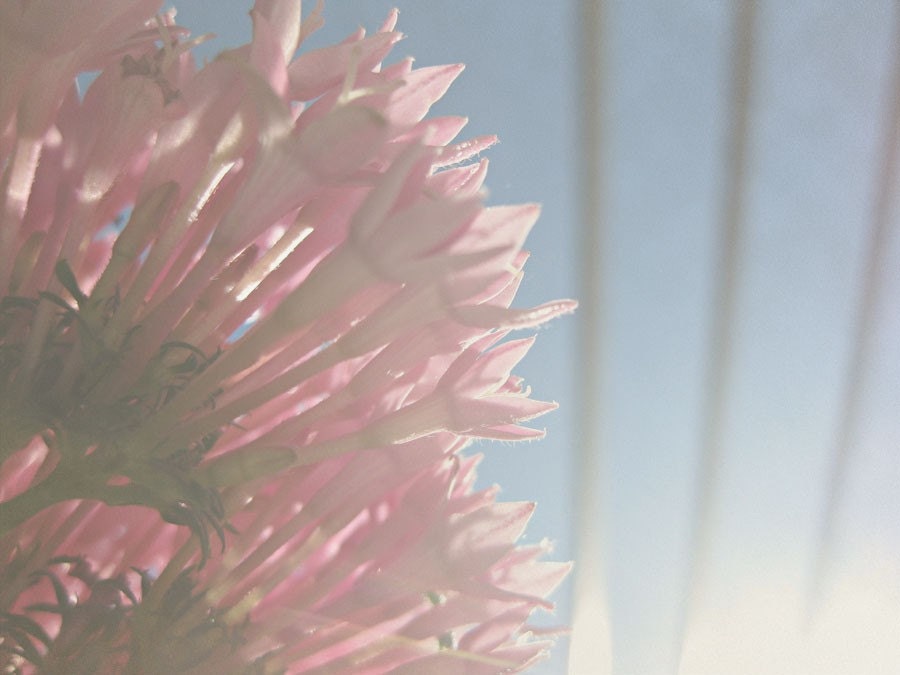 Pentas Reaching for the Sun Original Photograph