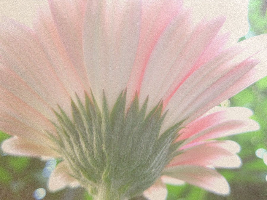 Gerbera Daisy Reaching for the Sun Original Photograph