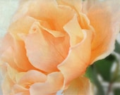 My Favorite Rose Digital Photograph