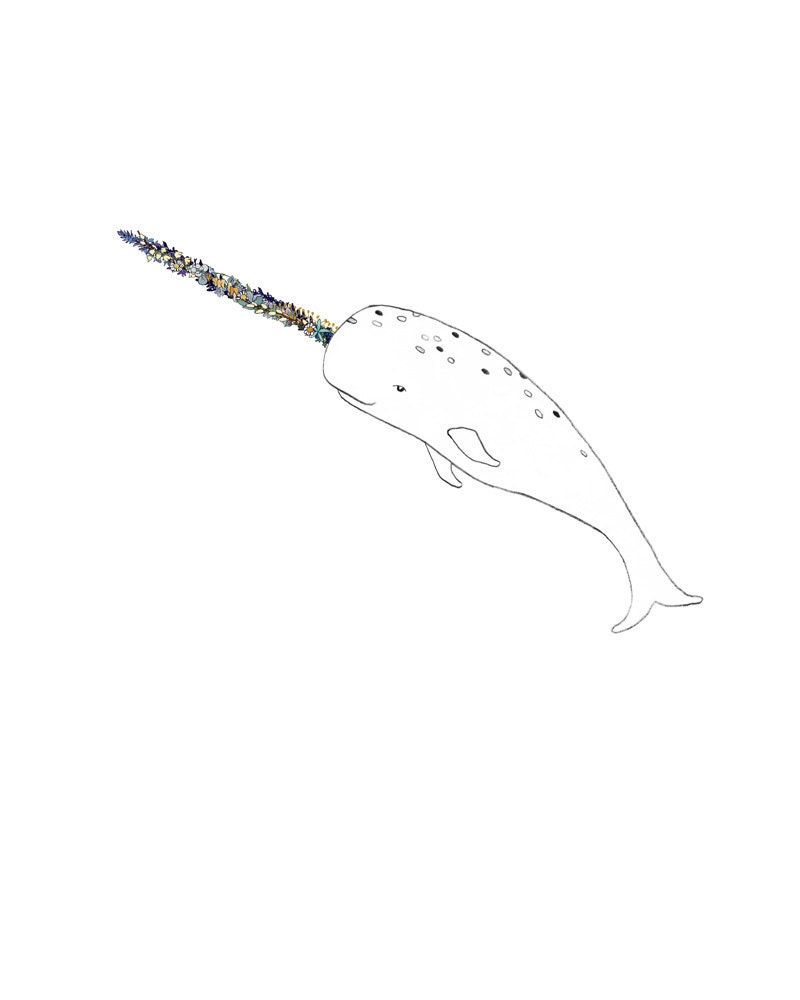 Narwhal, flowers. 8x10 print