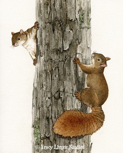 Squirrel Tag - 11x14 archival watercolor print by Tracy Lizotte