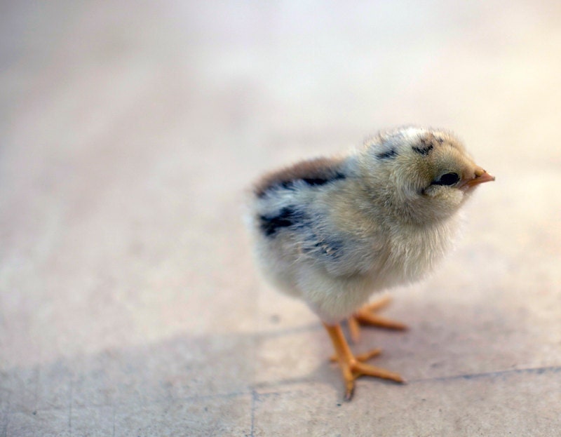 Baby chick, Easter and spring screensaver, spring chick - narceine Baby chick, Easter and spring screensaver, spring chick - narceine