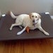 Large Dog Bed, Raised Dog Pet Cot, 12 Canvas Colors, Can Be Used Indoor-Outside 44x44x10