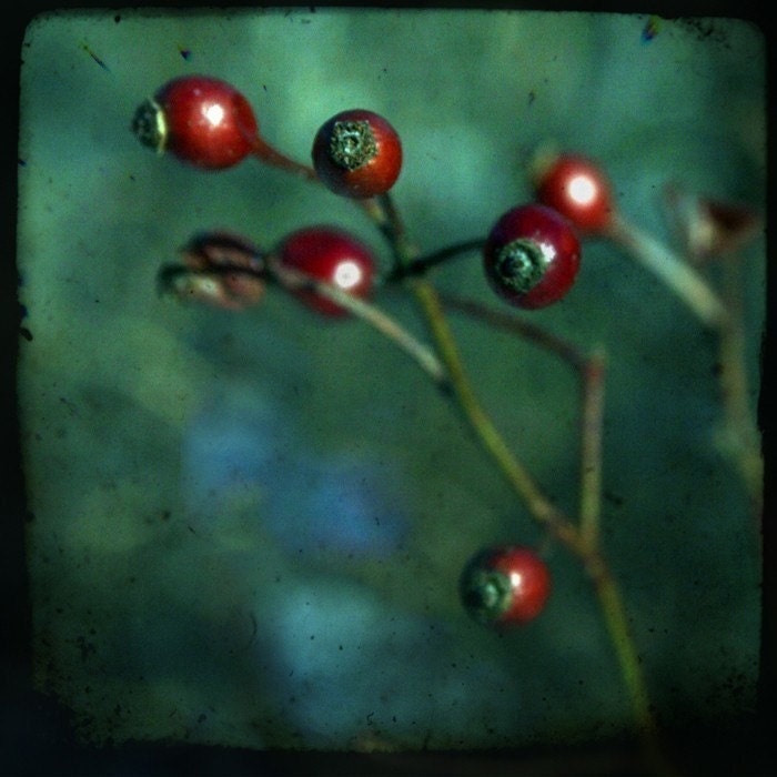 Rose hips, interrupted (set of 4 blank cards, photographic art print)