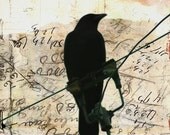 What Crows Reveal  - Fine Art photographic print