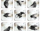 Notes on Crows -collection of 9