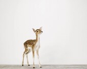 Baby Deer, 7 x 8 Fine Art Print