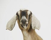 Nubian Goat No. 2, 7 x 8 Fine Art Print