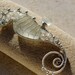 WHITE seahorse wire wrapped seaglass pendant.