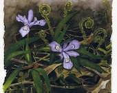 Purple Iris and fiddlehead ferns woodland print 8 x8 Hope Series -Forest Floor
