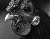 Pablo's Portrait 8x12 Metallic Print