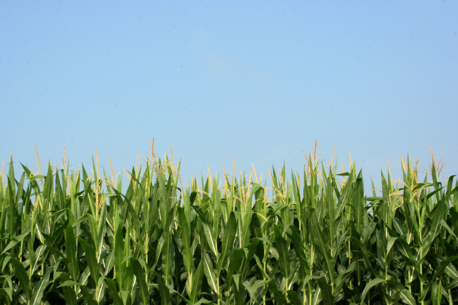 Cornfield No. 1 4x6 Metallic Print