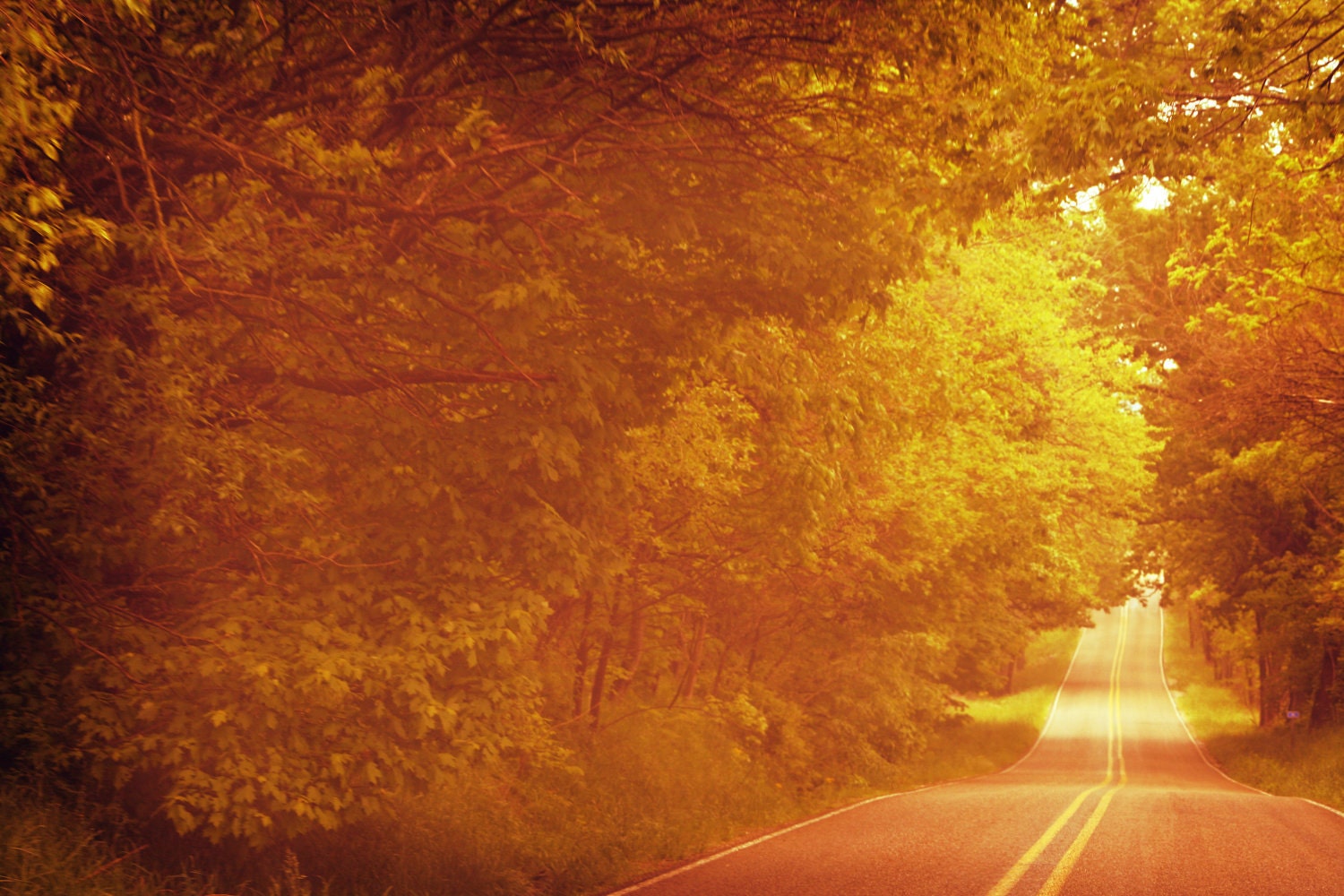 To Love A Road No. 4  4x6 Metallic Print