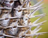 Cactus Spike Macro Fine Art Photograph