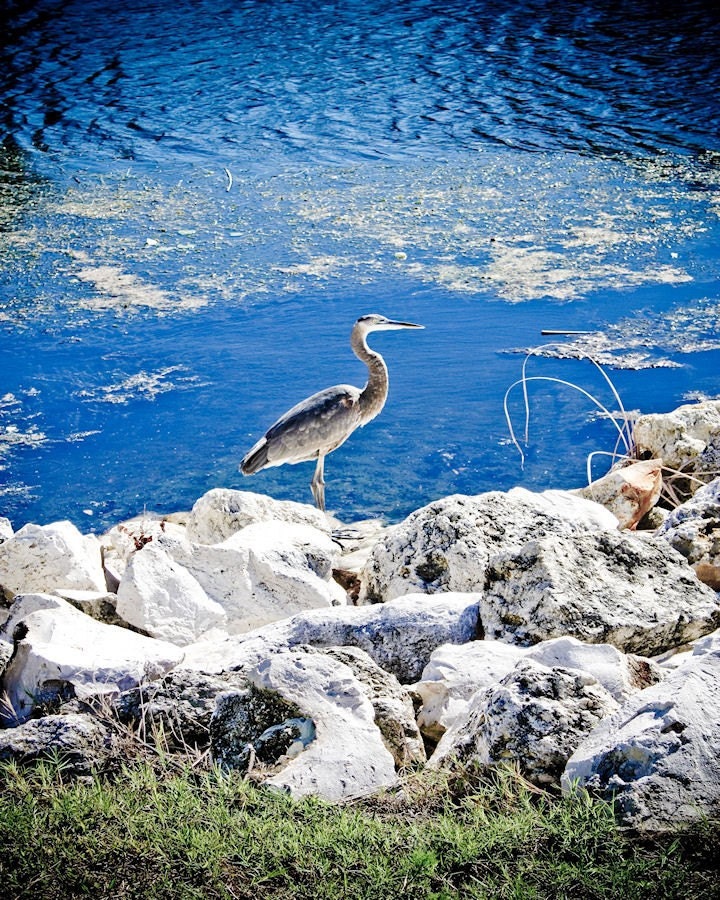 Great Blue Heron Bird Fine Art Photograph