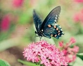 Blue Pipevine Swallowtail Butterfly Fine Art Photograph
