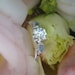 Heart of Water Diamond Engagement Ring (Made to Order, Variable Gems and Prices Available)