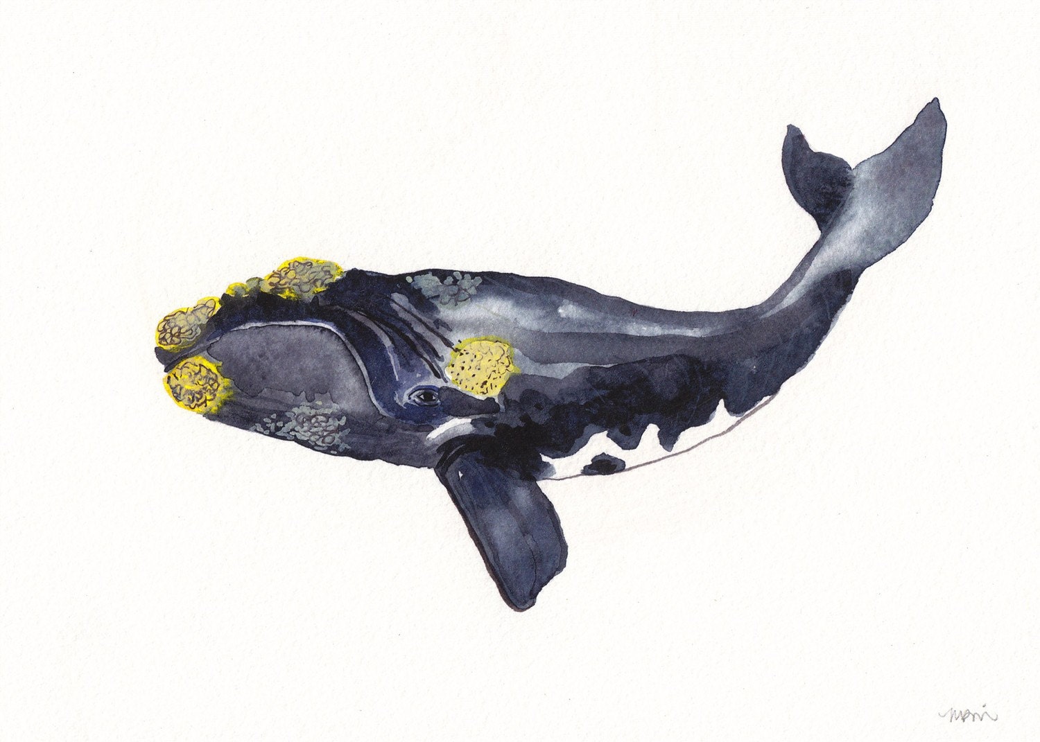 Right Whale - Archival Print