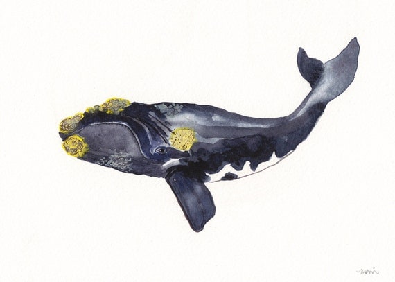 Right Whale - Archival Print