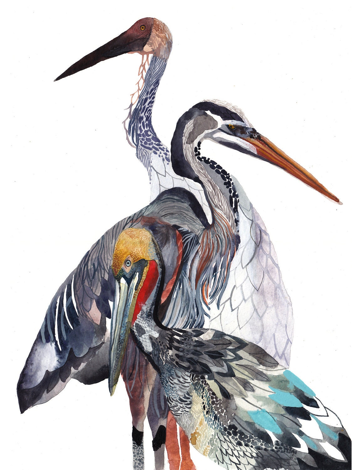 Pelican, Heron, and Crane - Archival Print