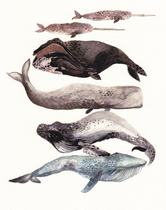 Six Whales Stacked - 11" x 14" Archival Print