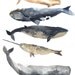MADE TO ORDER Five Whales -Original watercolor painting