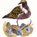 Plover with Nest - Archival Print