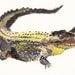 Alligator - Small Archival Print