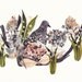 Mourning Dove, Hydrangeas, and Snow Drops - Archival Print