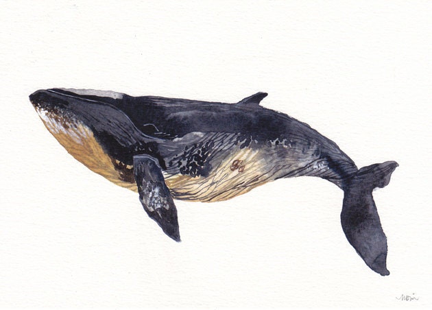 Minke Whale - Archival Print