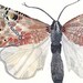 Moth No.2 - Original painting