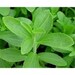 Apricot Tea Blend