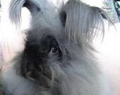 Adopt a Angora bunny for an 3 months - and get Bunny Batts